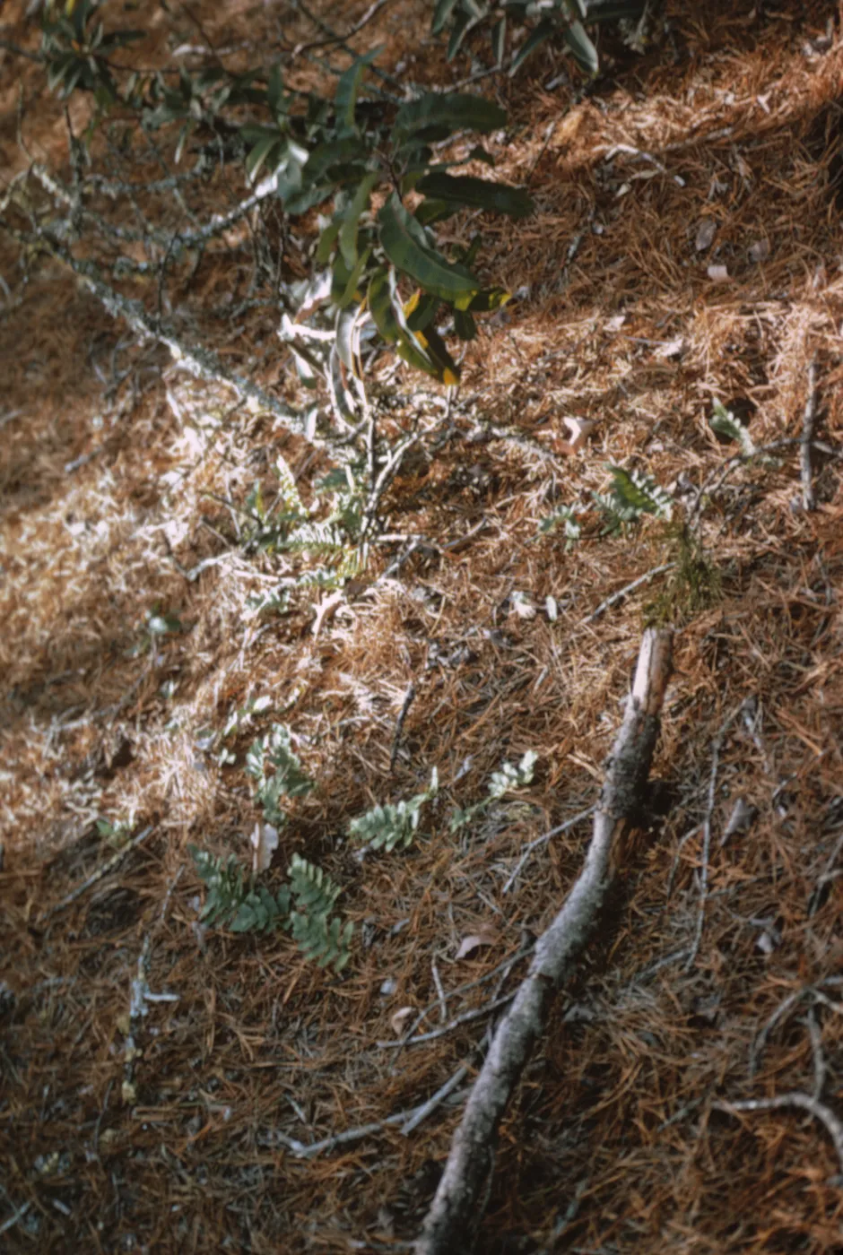 Polypodium, Cedros Island