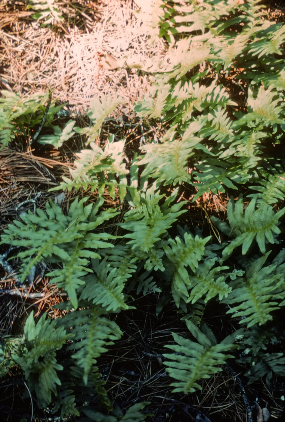 Polypodium, Isla de Cedros