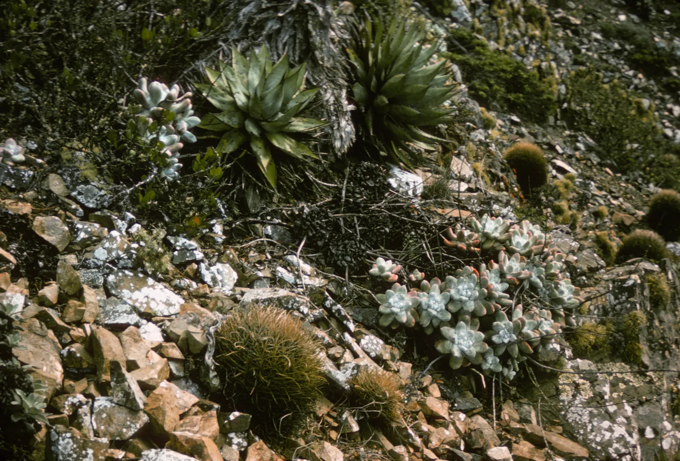 Dudleya pachyphytum, Isla de Cedros