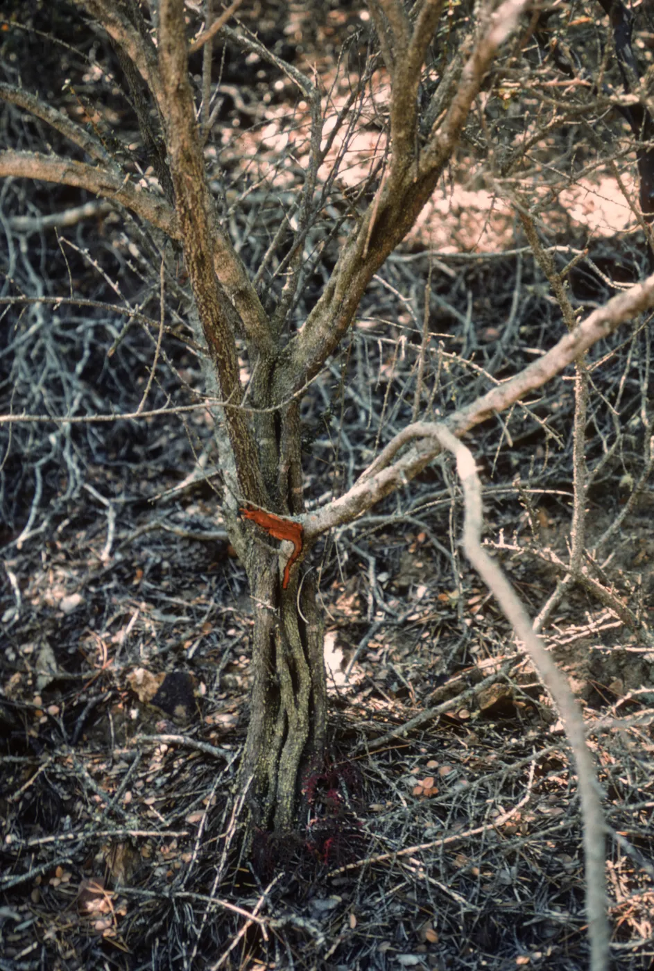trunk of Ceanothus verrucosus, Isla de Cedros