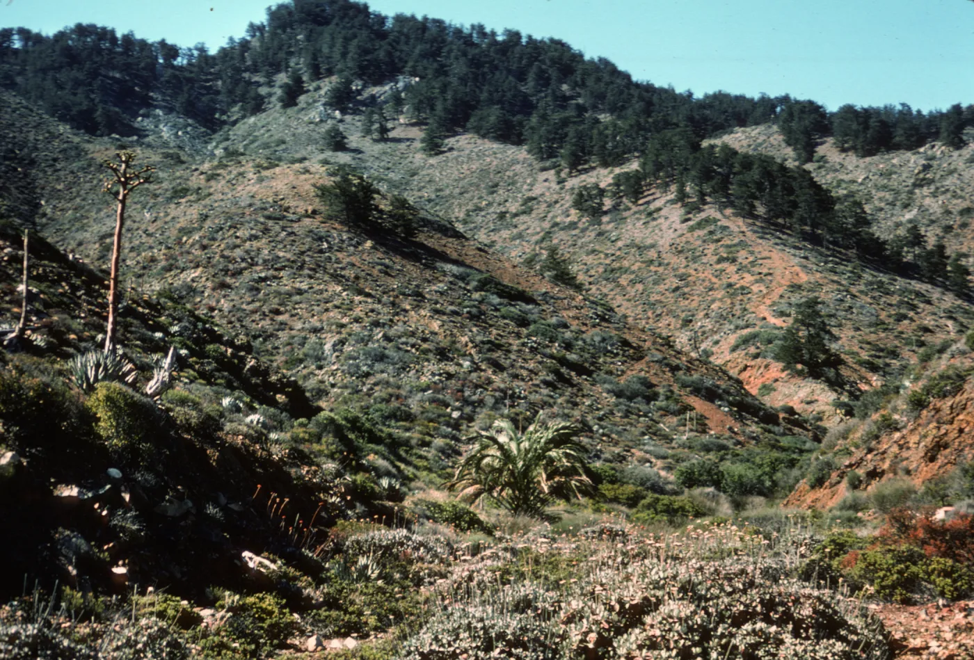 Canada de la Mina ruins, Isla de Cedros