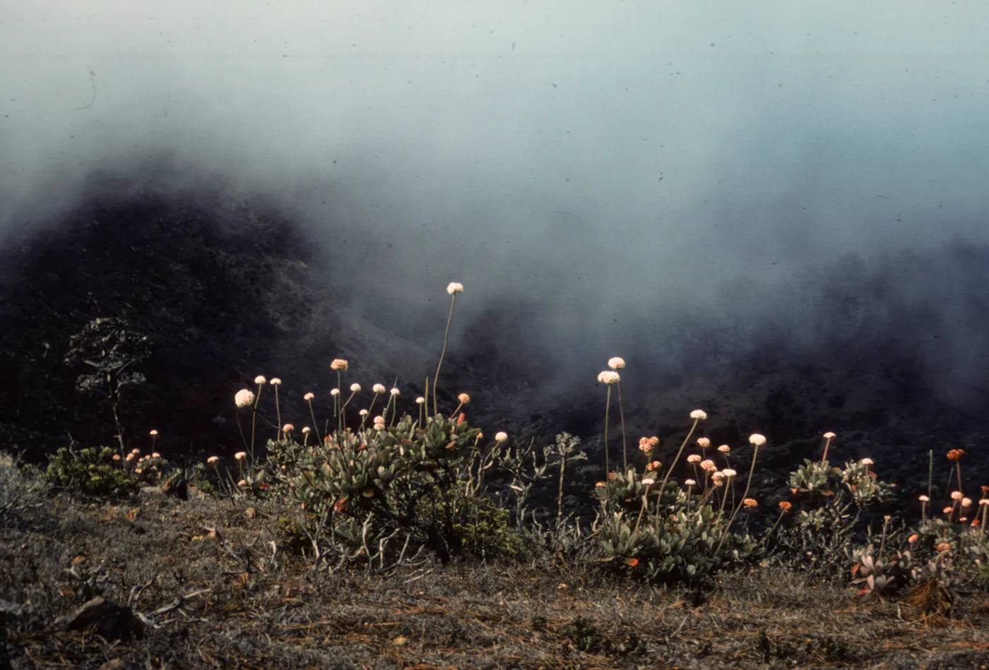 Eriogonum molle, Isla de Cedros