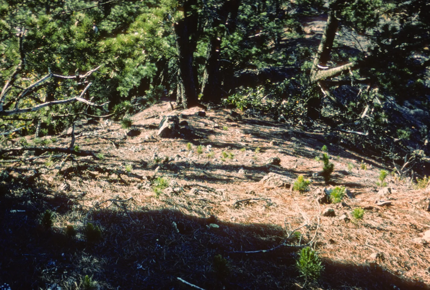 pine seedlings, north end of Isla de Cedros