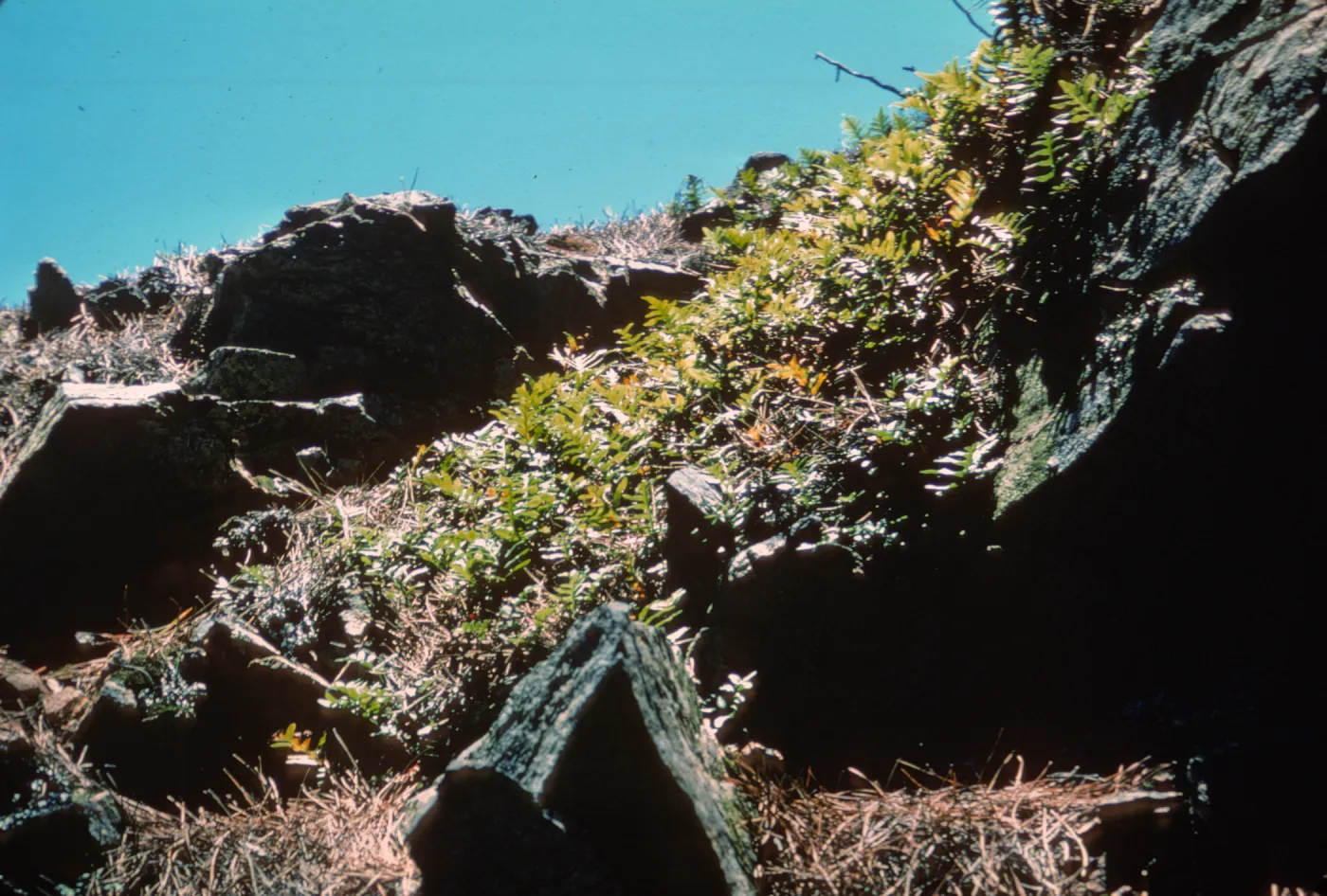 Polypodium, Isla de Cedros
