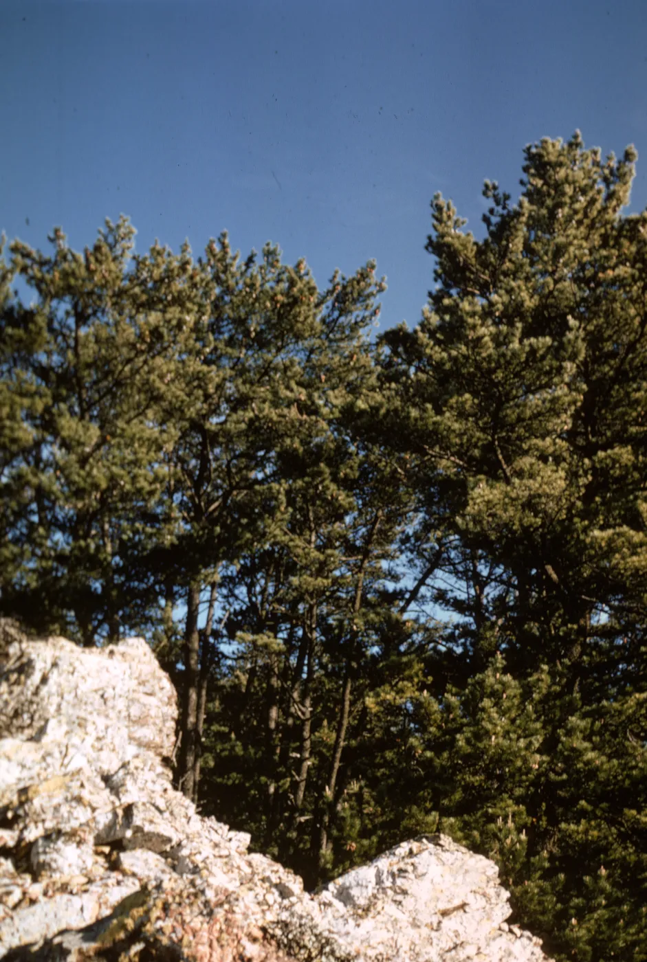 head of Canada Mina, Isla de Cedros