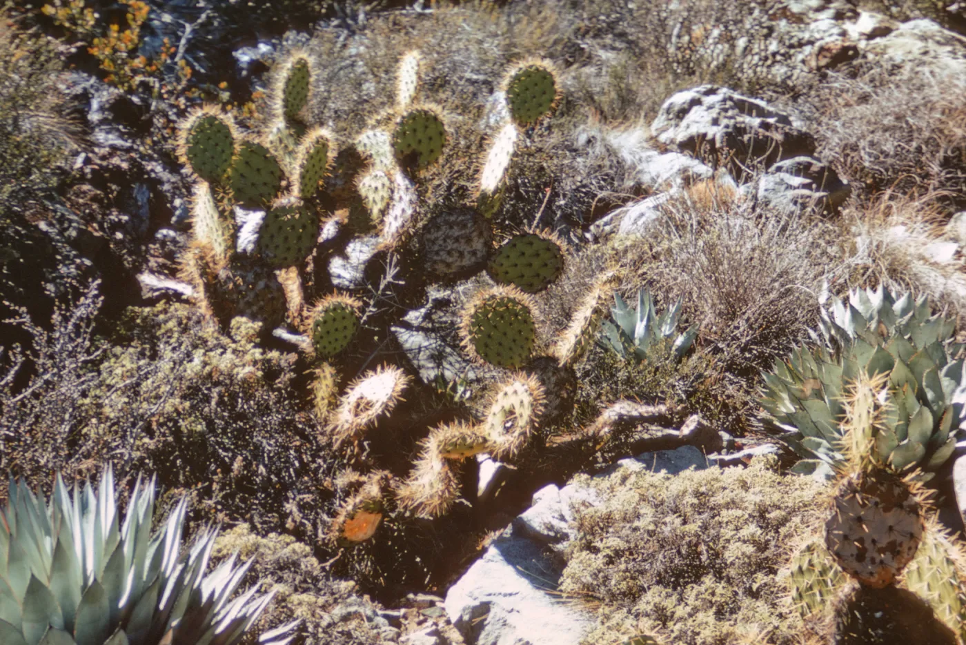 desert flora on Isla de Cedros