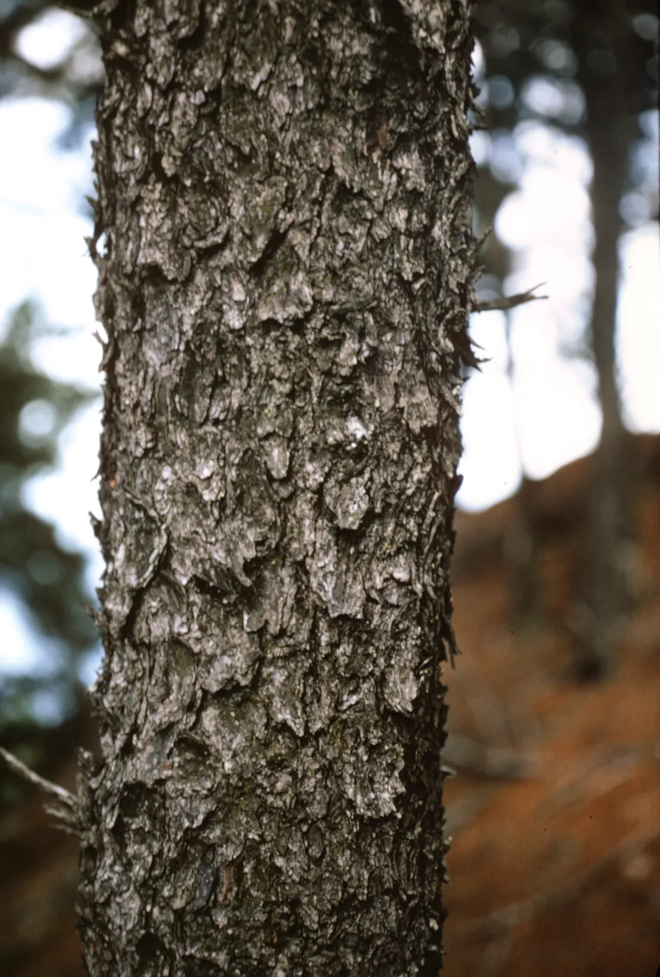northern pines, Isla de Cedros