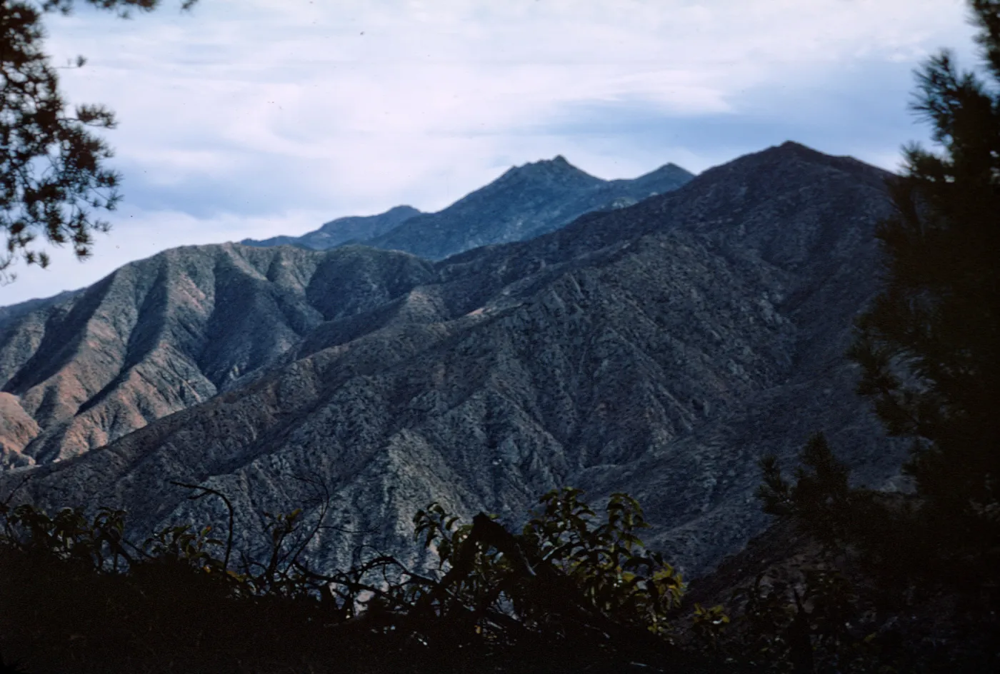 Northern Pines looking south, Isla de Cedros