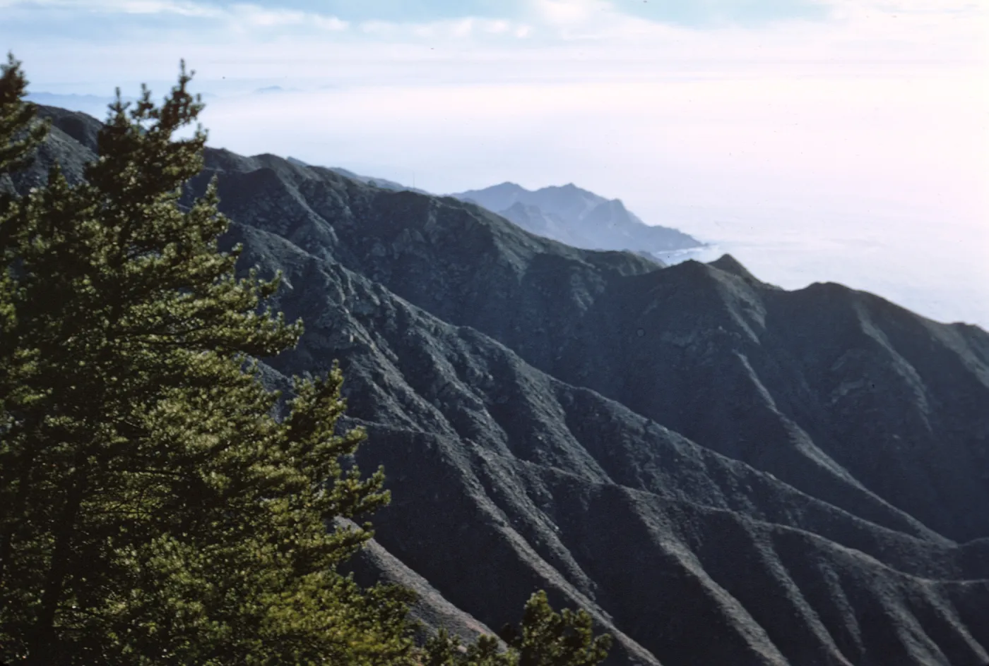 Northern Pines, looking southwest from Canada Punta Norte, Isla de Cedros
