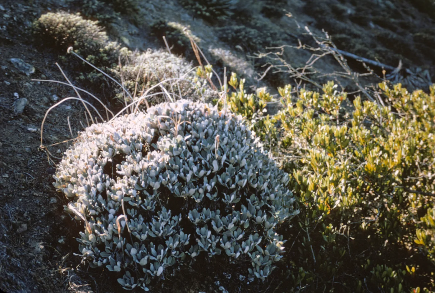 Eriogonum molle, Isla de Cedros