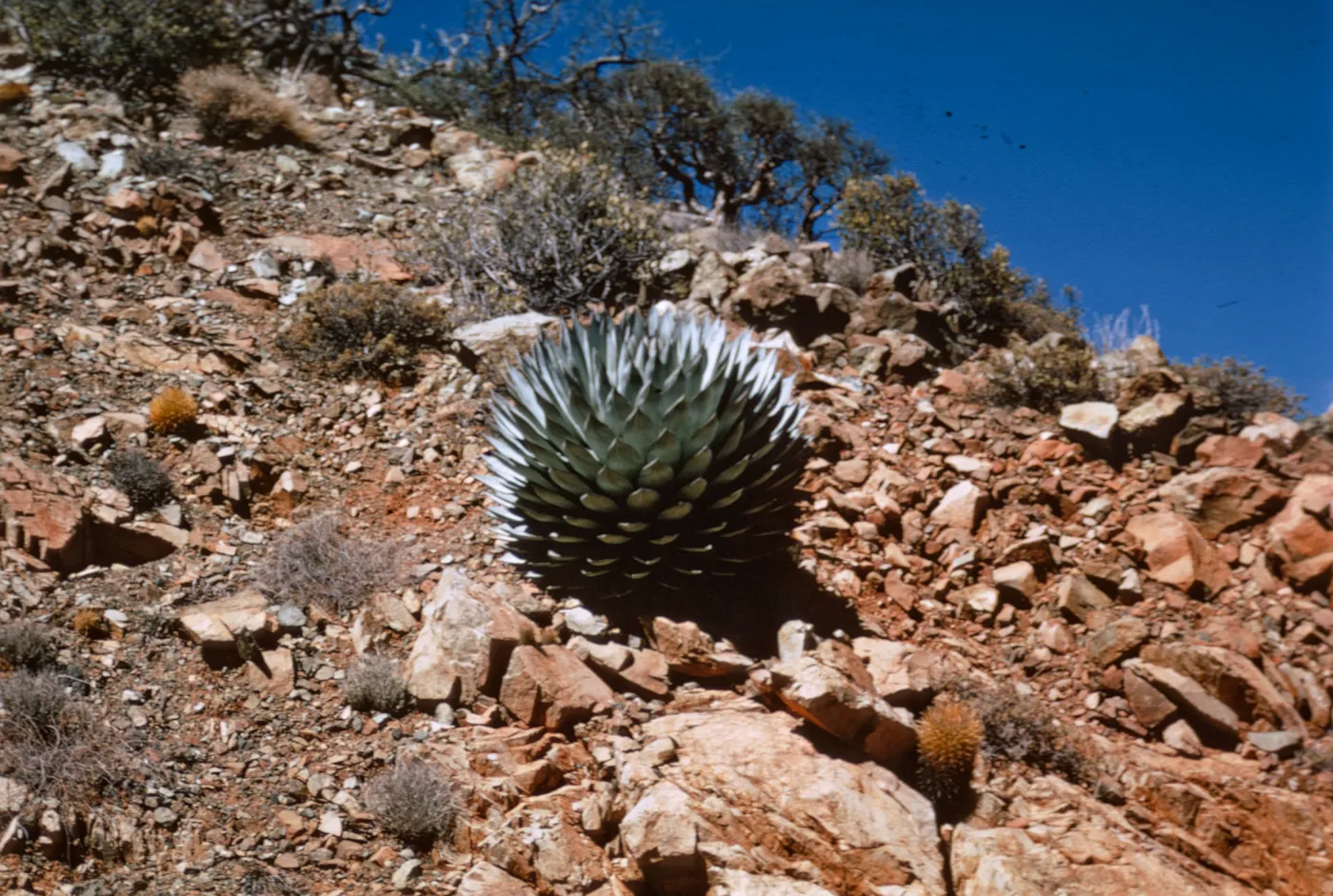 Agave (Century Plant), Isla de Cedros