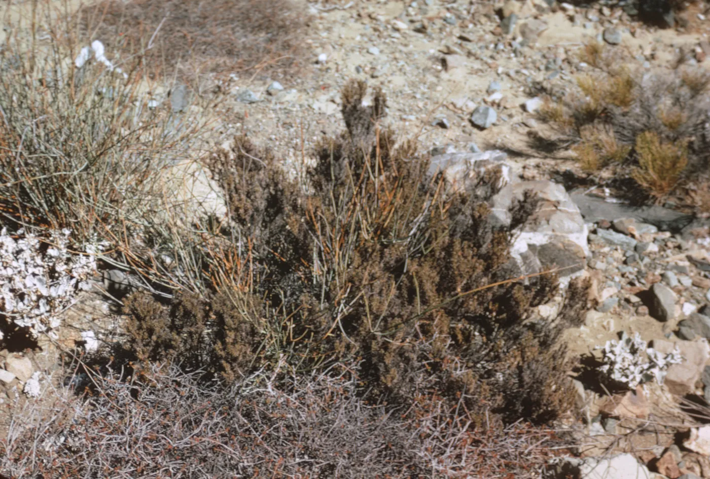 maritime desert scrub, Canada Mina, Isla de Cedros