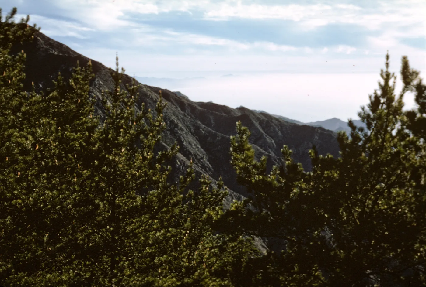 Northern Pines, Isla de Cedros