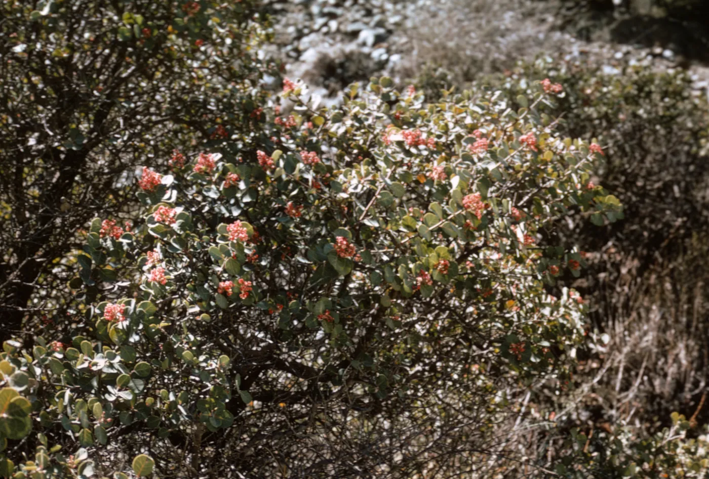 Rhus lentii, Isla de Cedros