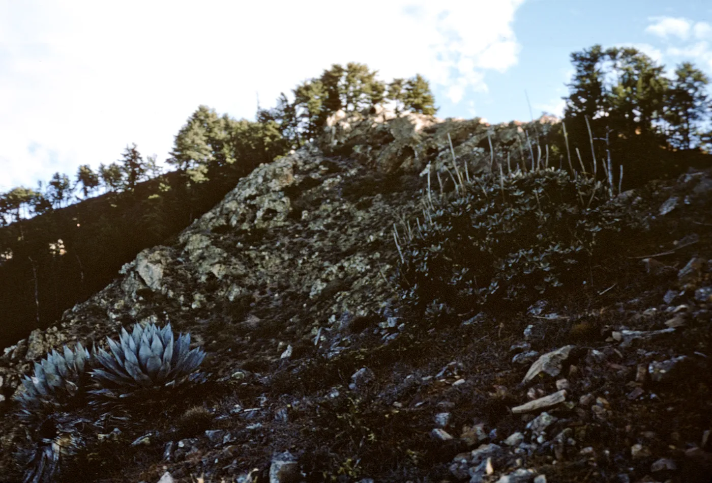 Northern Pines, Isla de Cedros