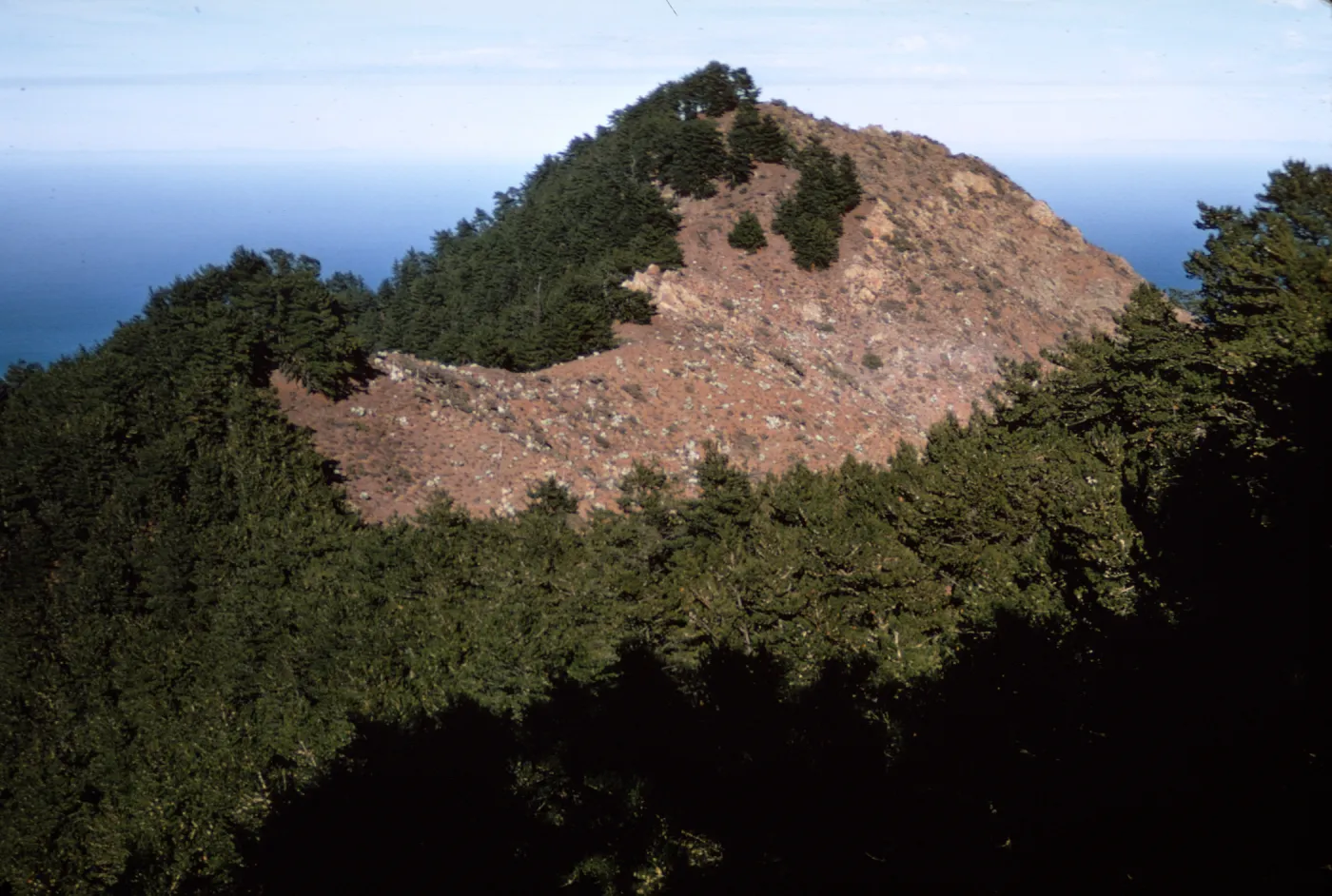 Pine forest, Cerro del Norte, Isla de Cedros