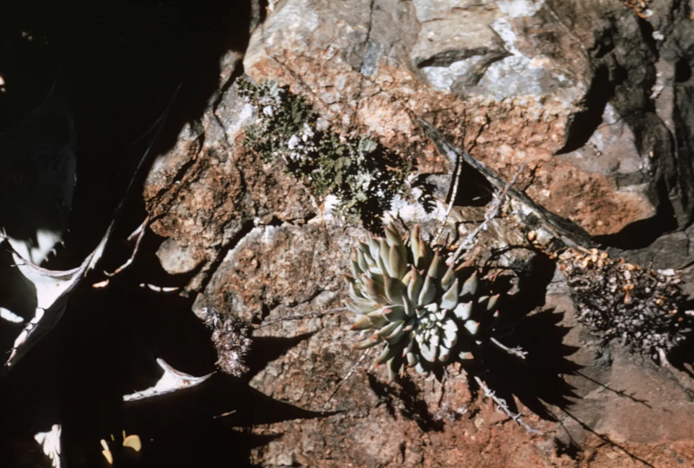 Dudleya (liveforevers), Isla de Cedros