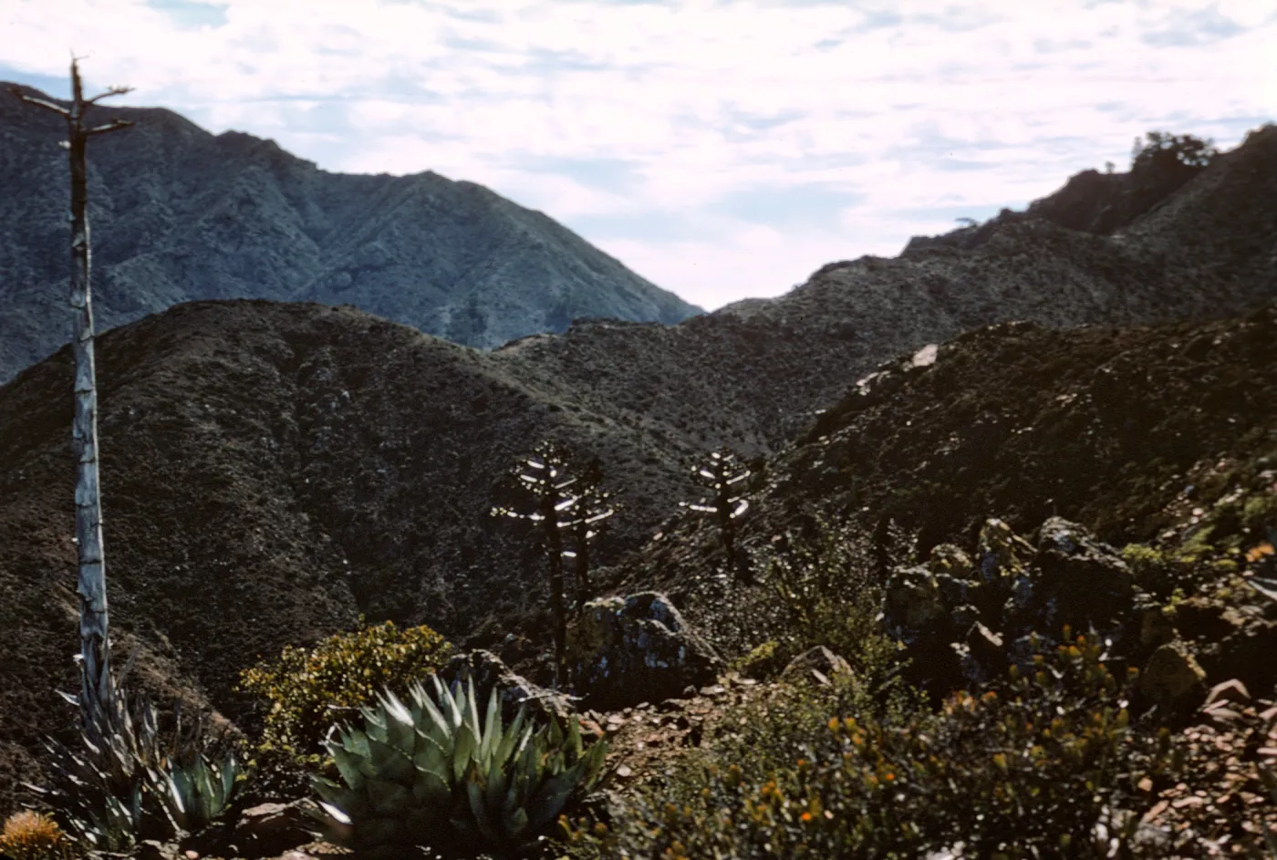 Isla de Cedros