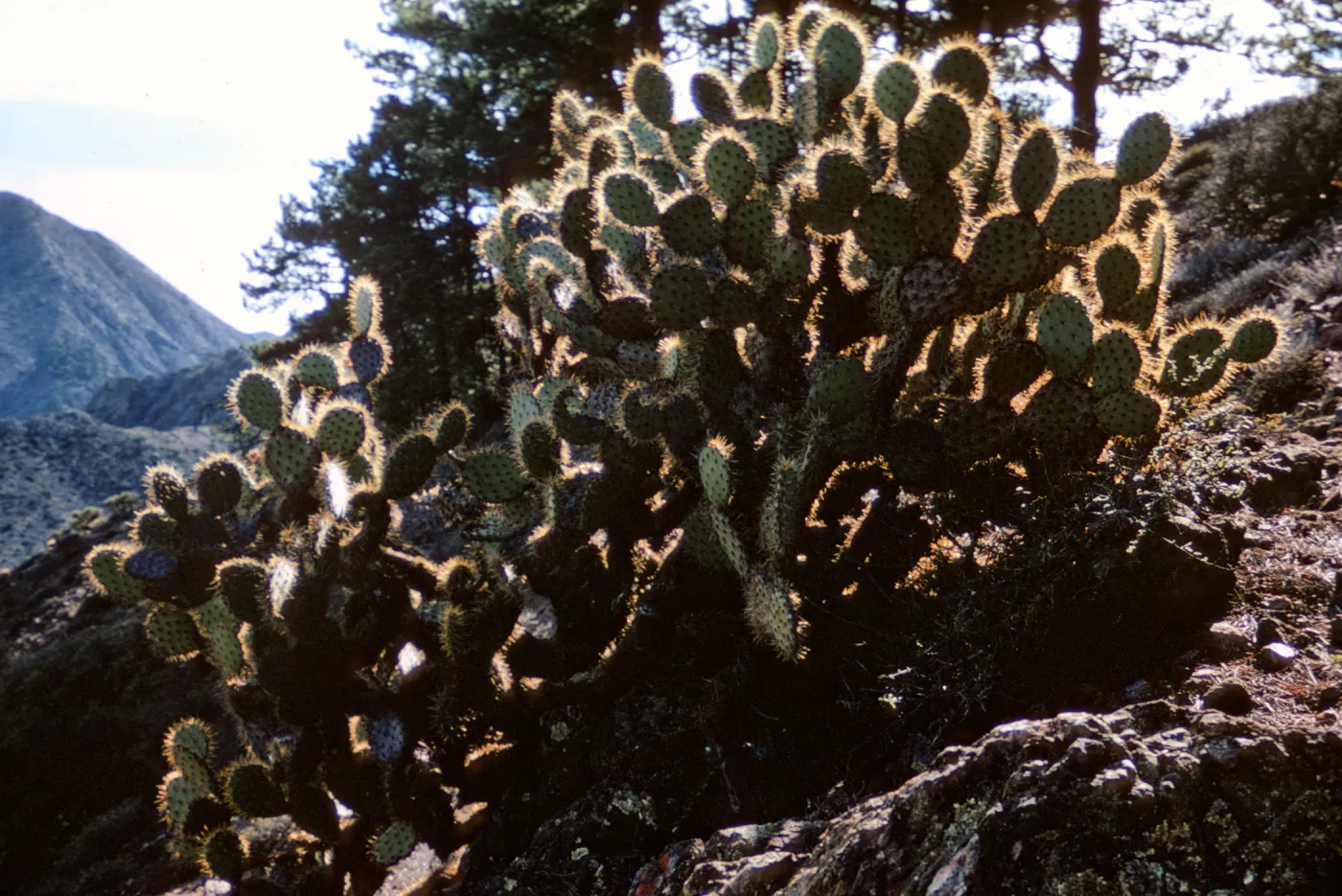 cactus and pines, near Cerro del Norte, Isla de Cedros