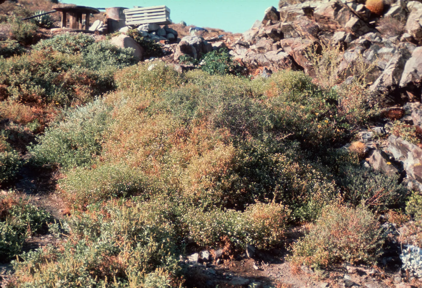Perityle emoryi, Isla de Cedros