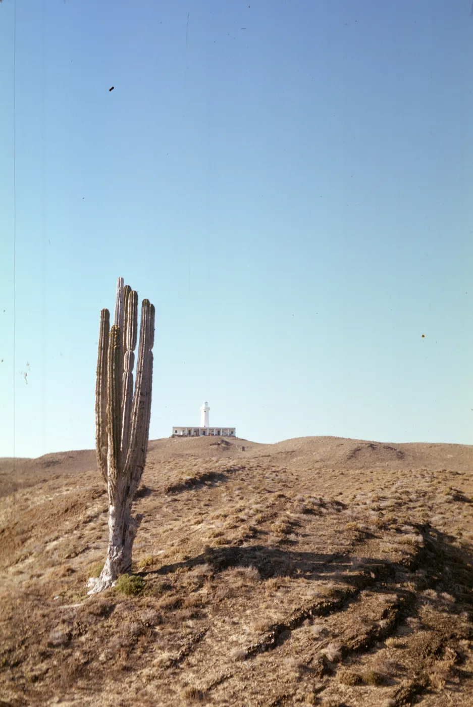 Pachycereus pringlei (Cardón) with lighthouse in background, Natividad Island