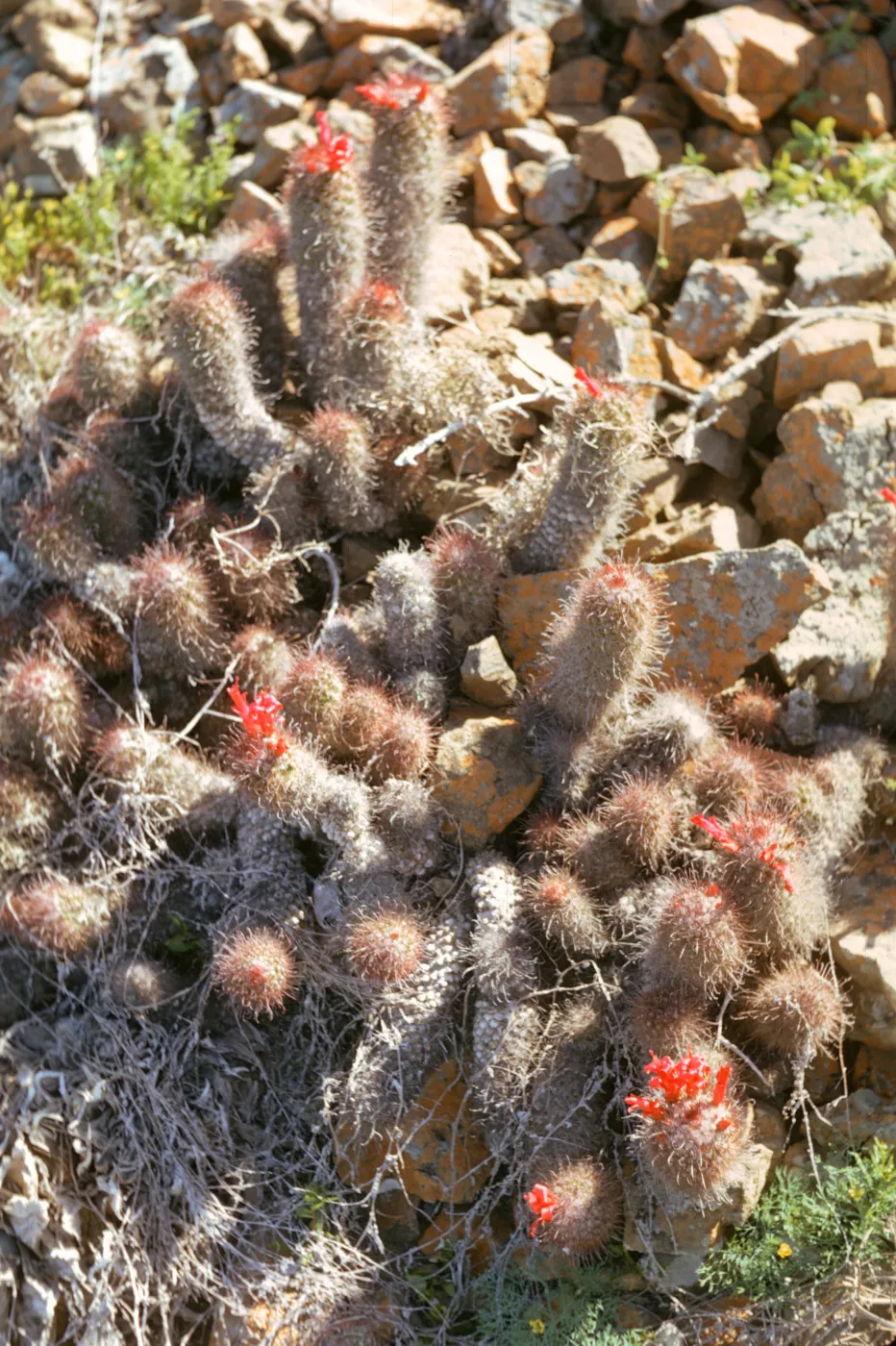 Cochemiea pondii, Natividad Island
