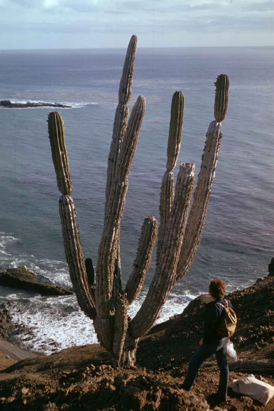 Pachycereus pringlei (Cardón), Isla Natividad