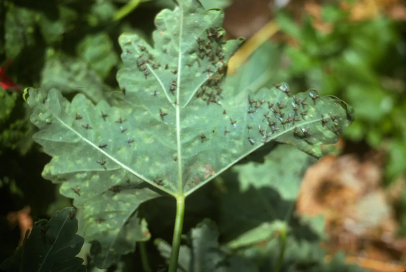 small flies on Lavatera leaf, Todos Santos