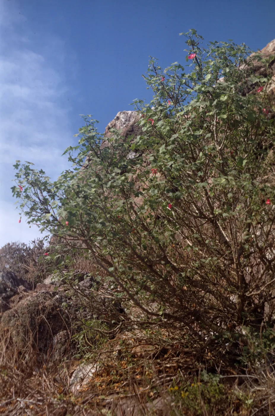 Lavatera assurgentiflora, Todos Santos