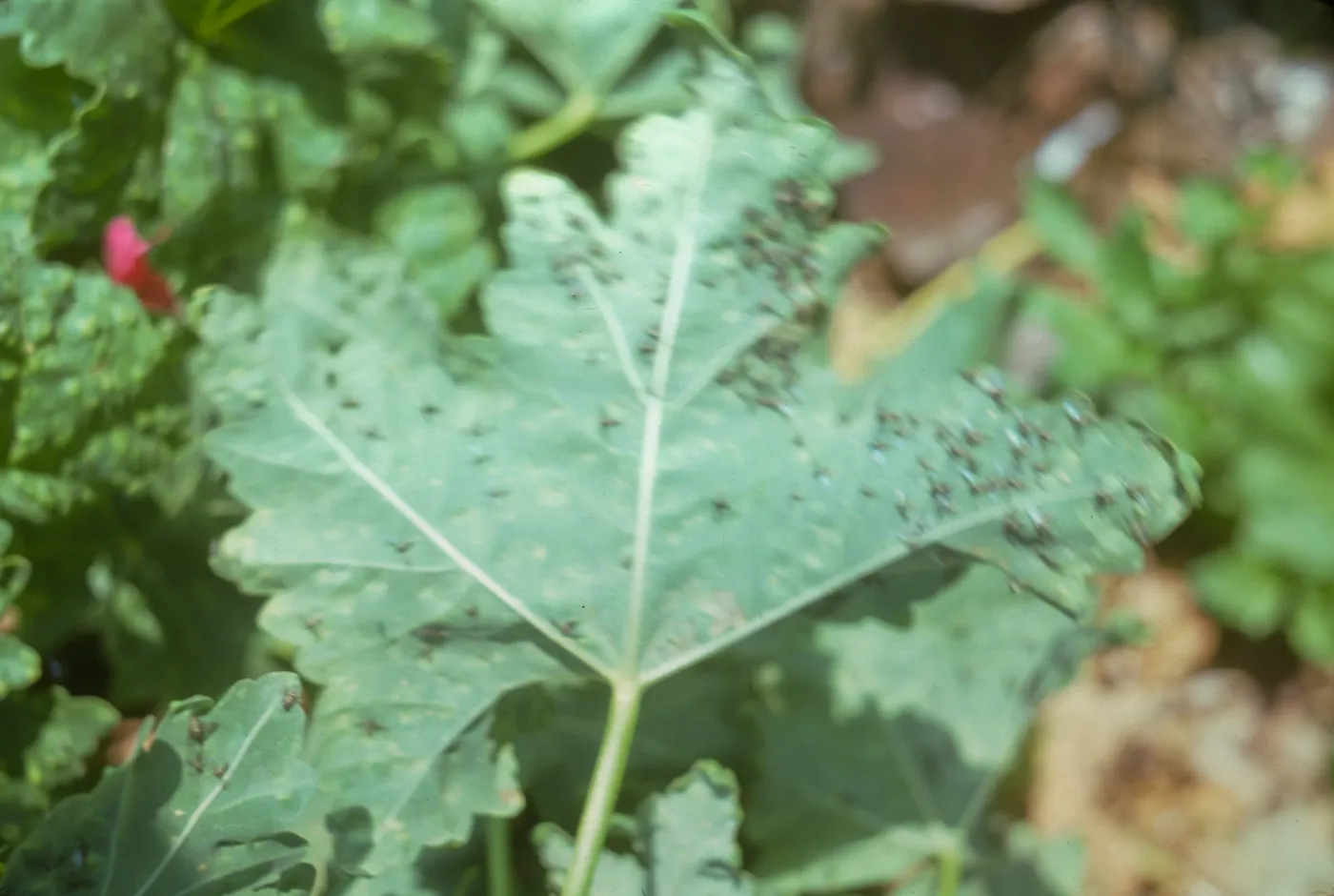 Lavatera leaf with flies