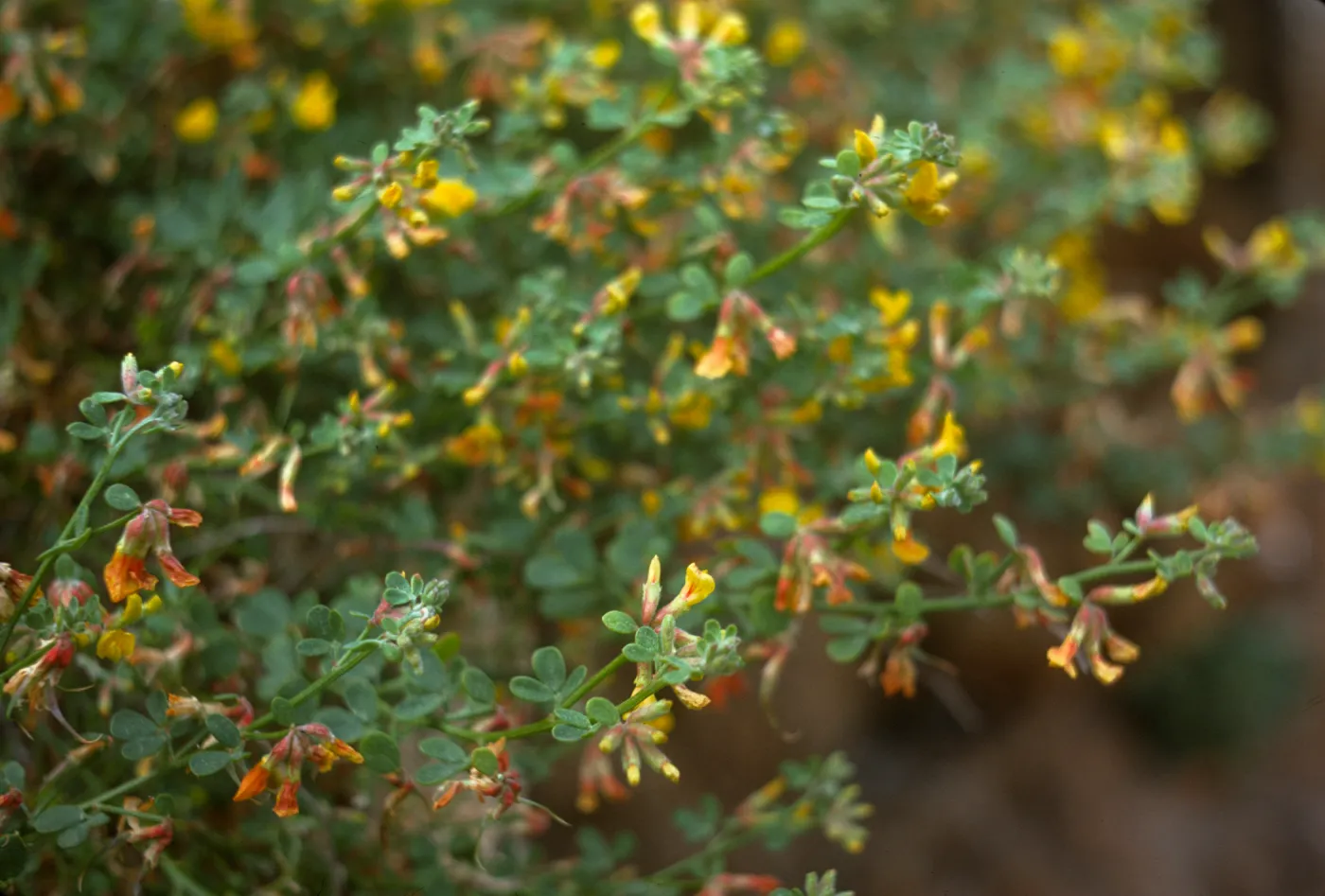 flowering Lotus, south end Todos Santos
