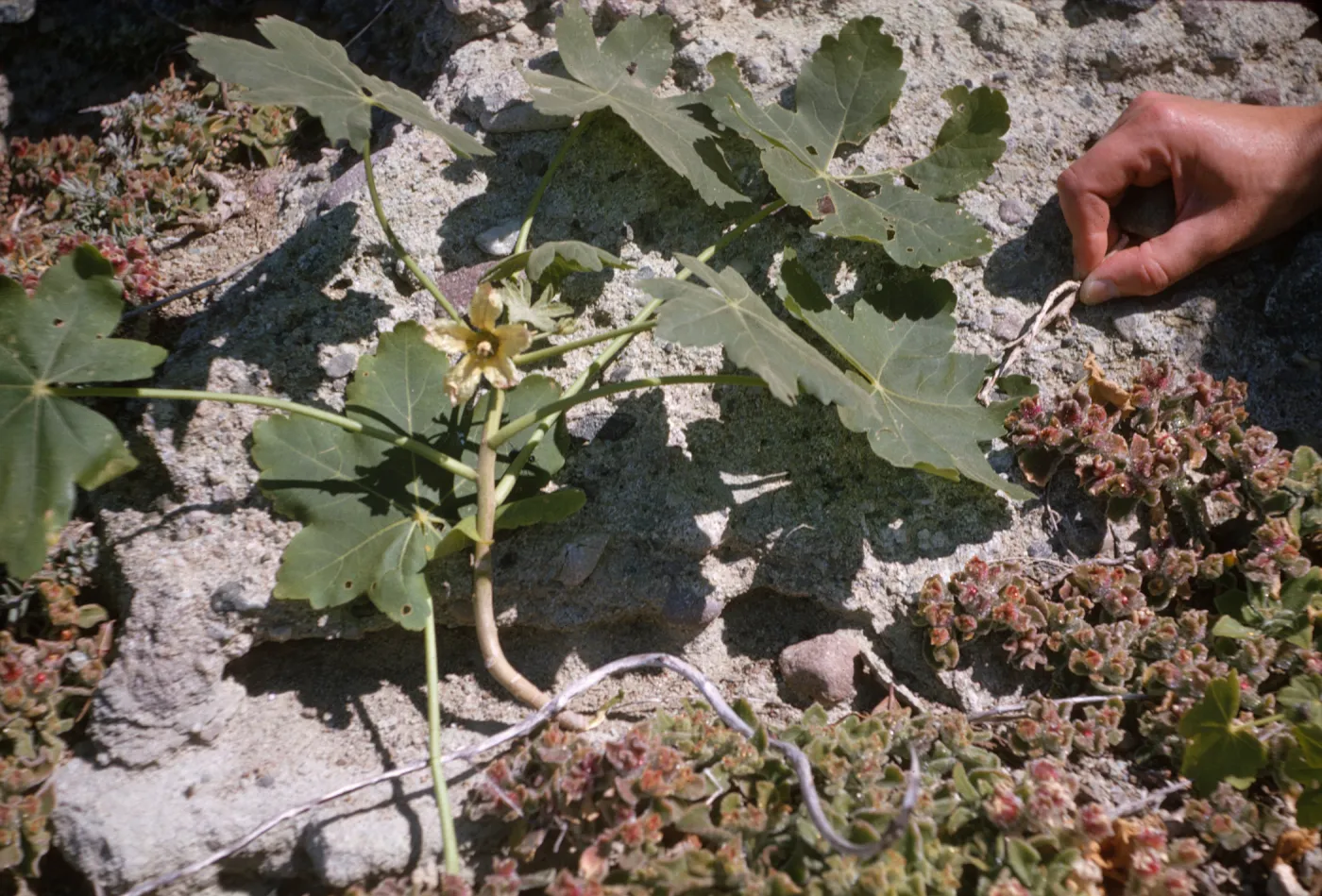 Lavatera occidentalis, South Coronados Island