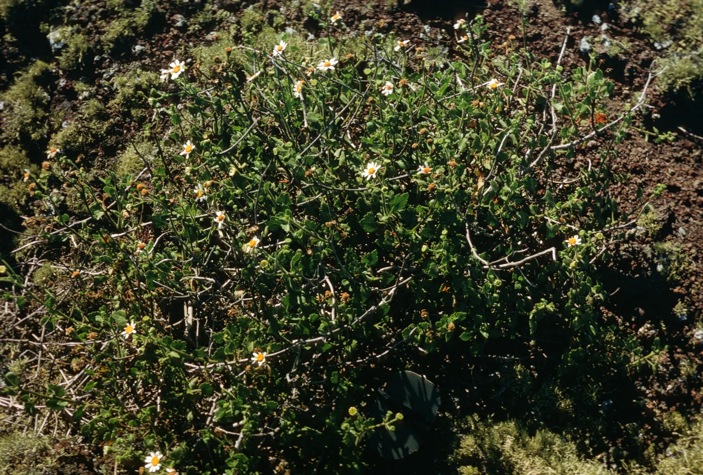 Perityle, San Martin Island 