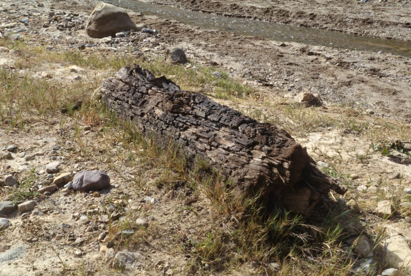 Fossil Log, Canada de los Sauces, Santa Cruz Island