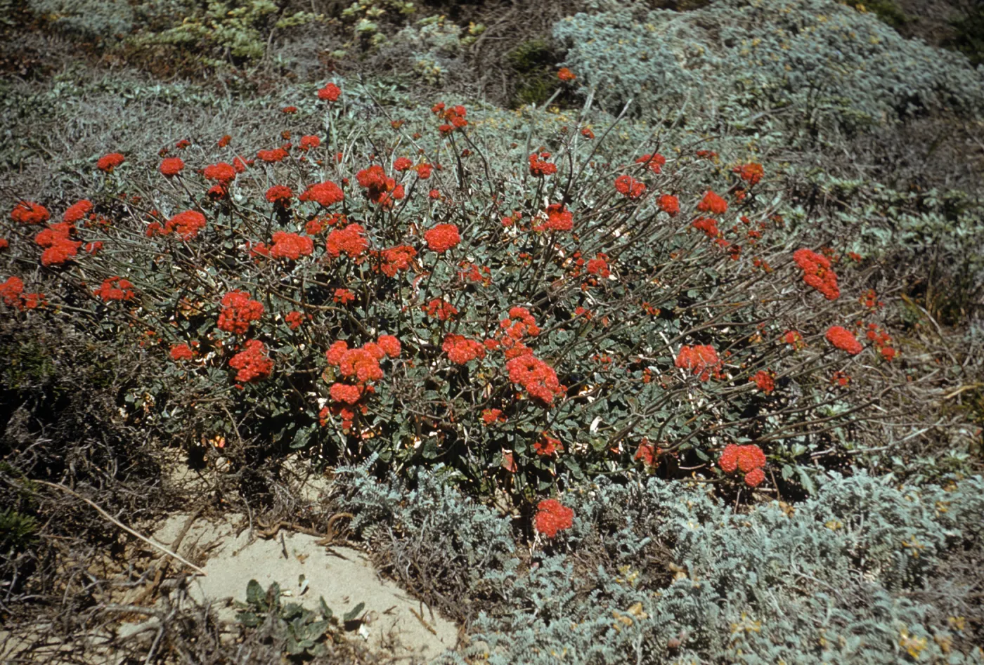 Eriogonum rubescens, San Miguel Island