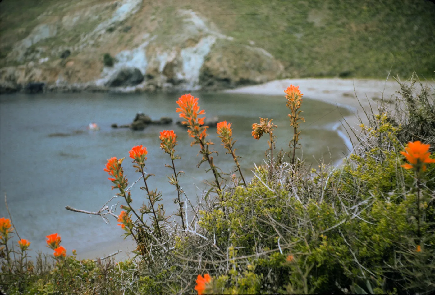 Castilleja affinis, little Harbor, Catalina Island