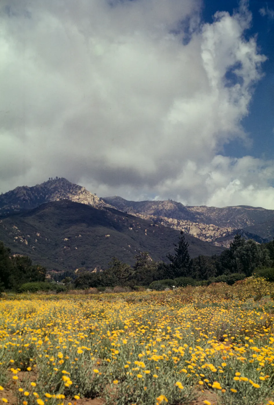 SBBG Meadow, (Meadow 1940s-1950s)