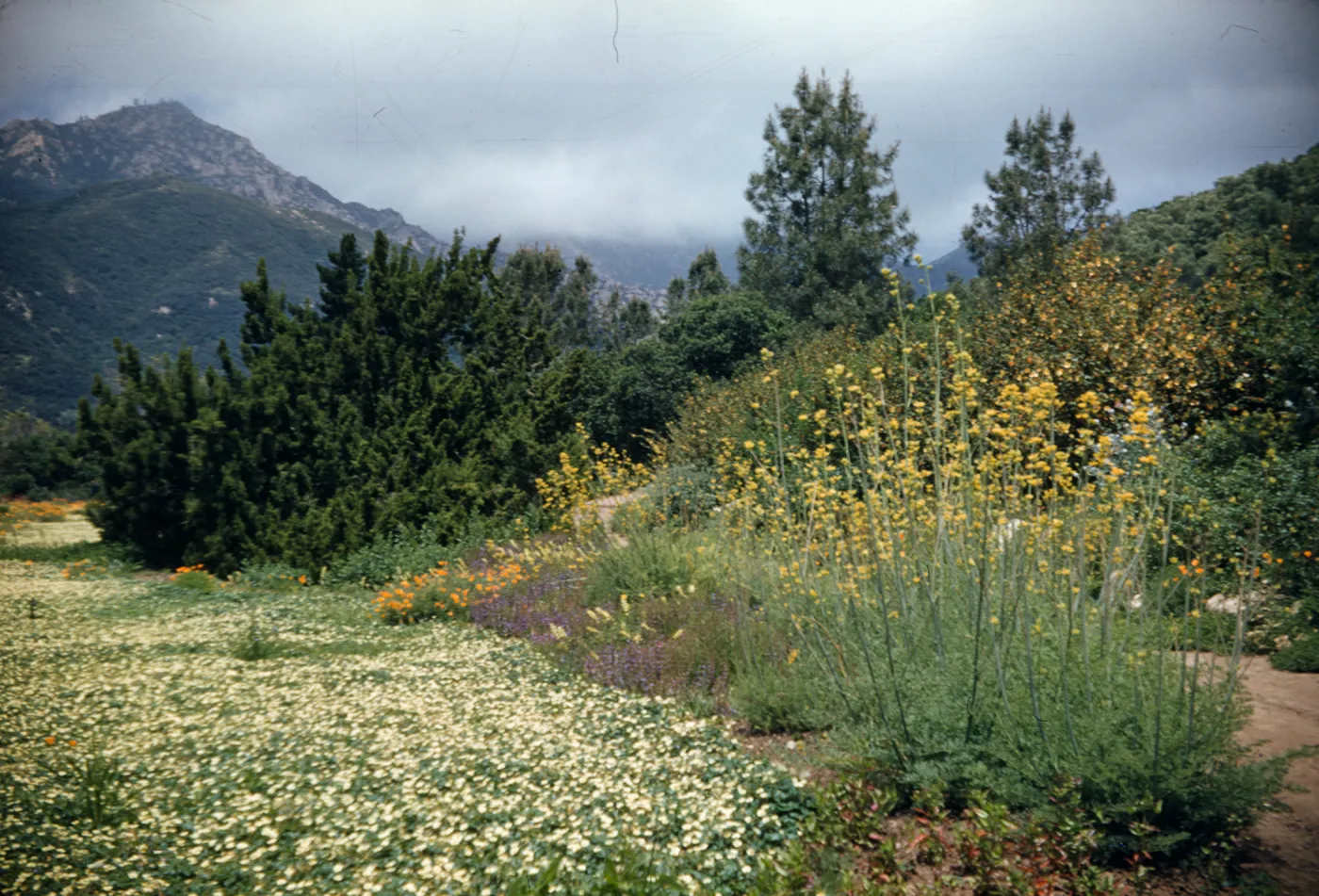 Dicentra chrysantha along eastern edge of strawberry Meadow