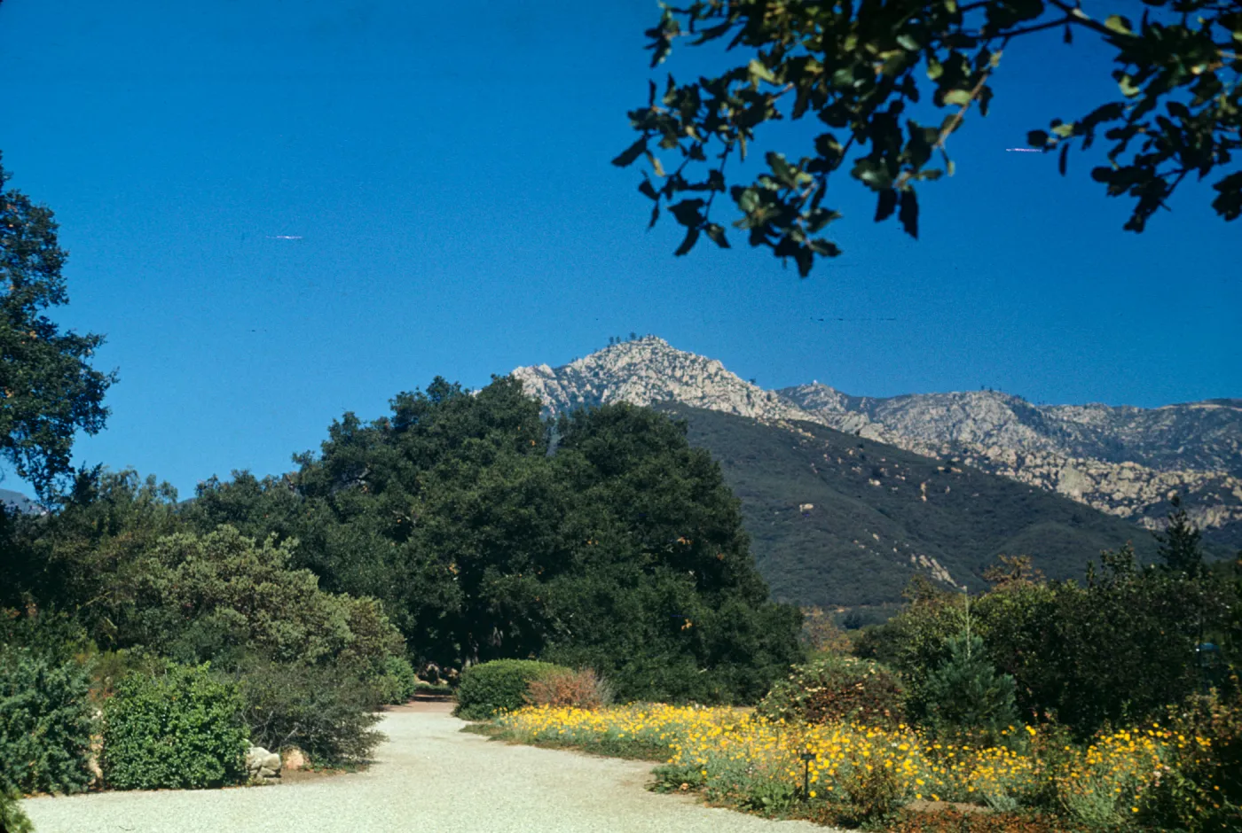 SBBG Meadow and Meadow Oaks, (Meadow 1940s-1950s)