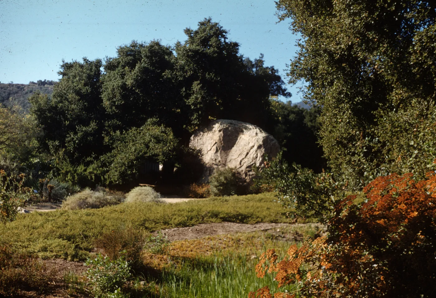 Island Eriogonum, Blaksley Boulder, lower Meadow