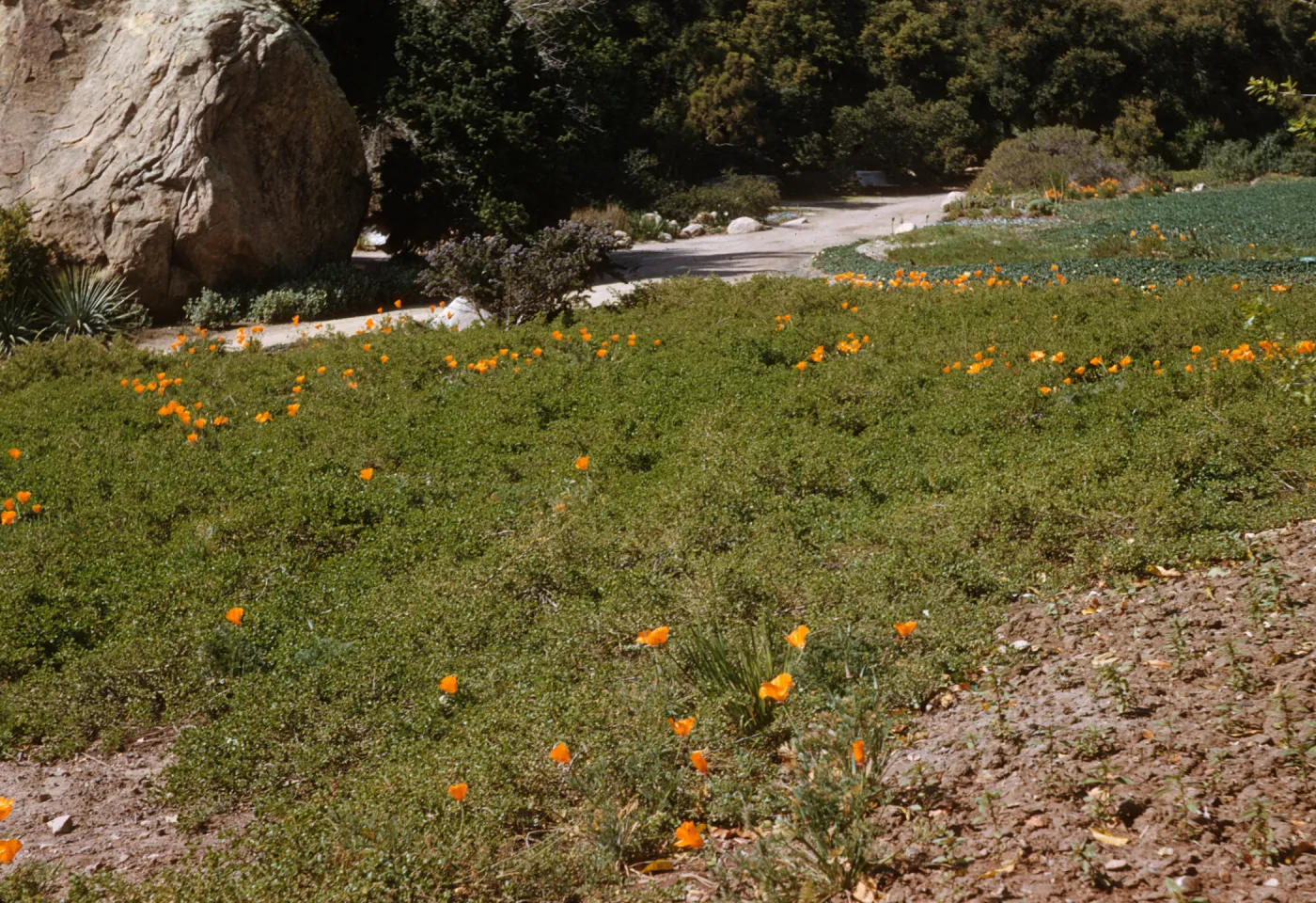 Baccharis ground cover