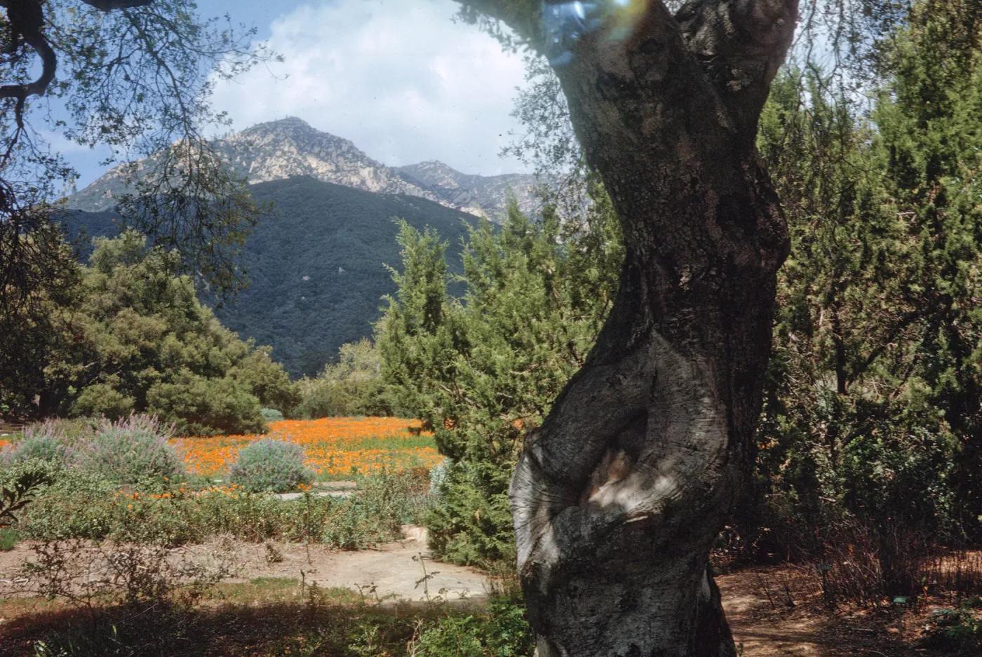 view to La Cumbre Peak over the Meadow