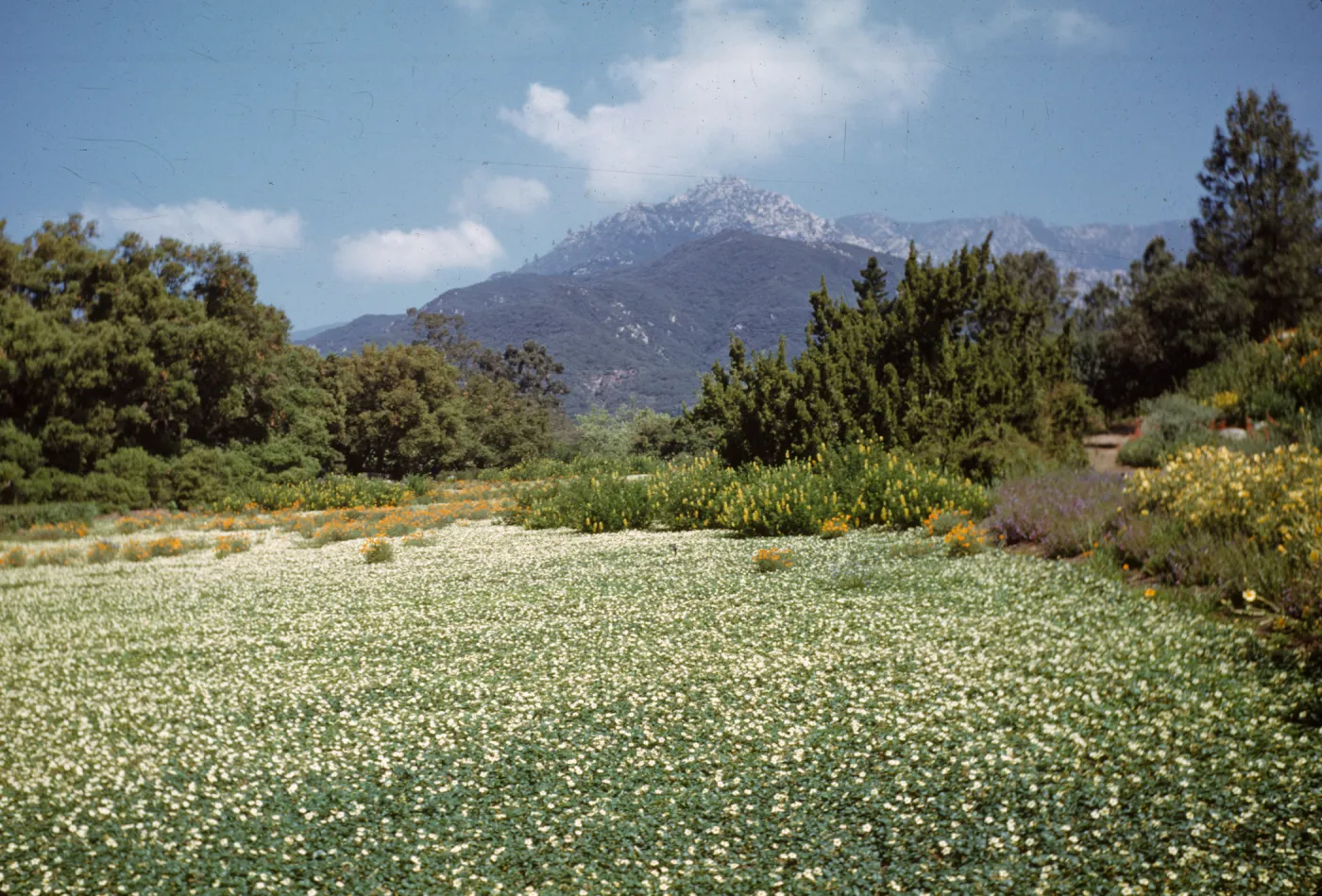 Wild Strawberry blooming in the Meadow (1940s-1950s)