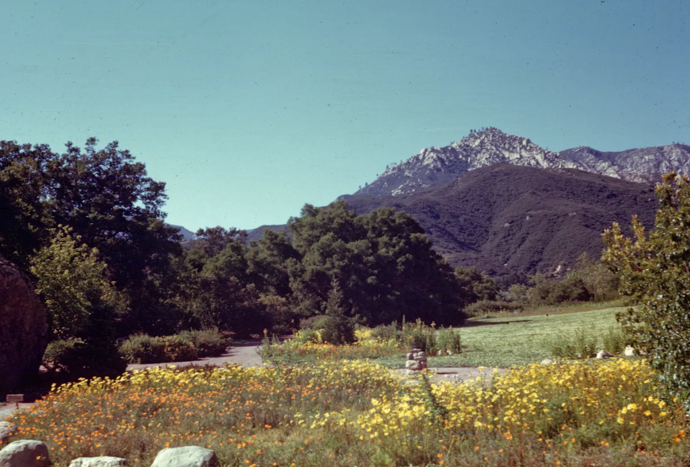 Coreopsis maritima and poppies in the Meadow
