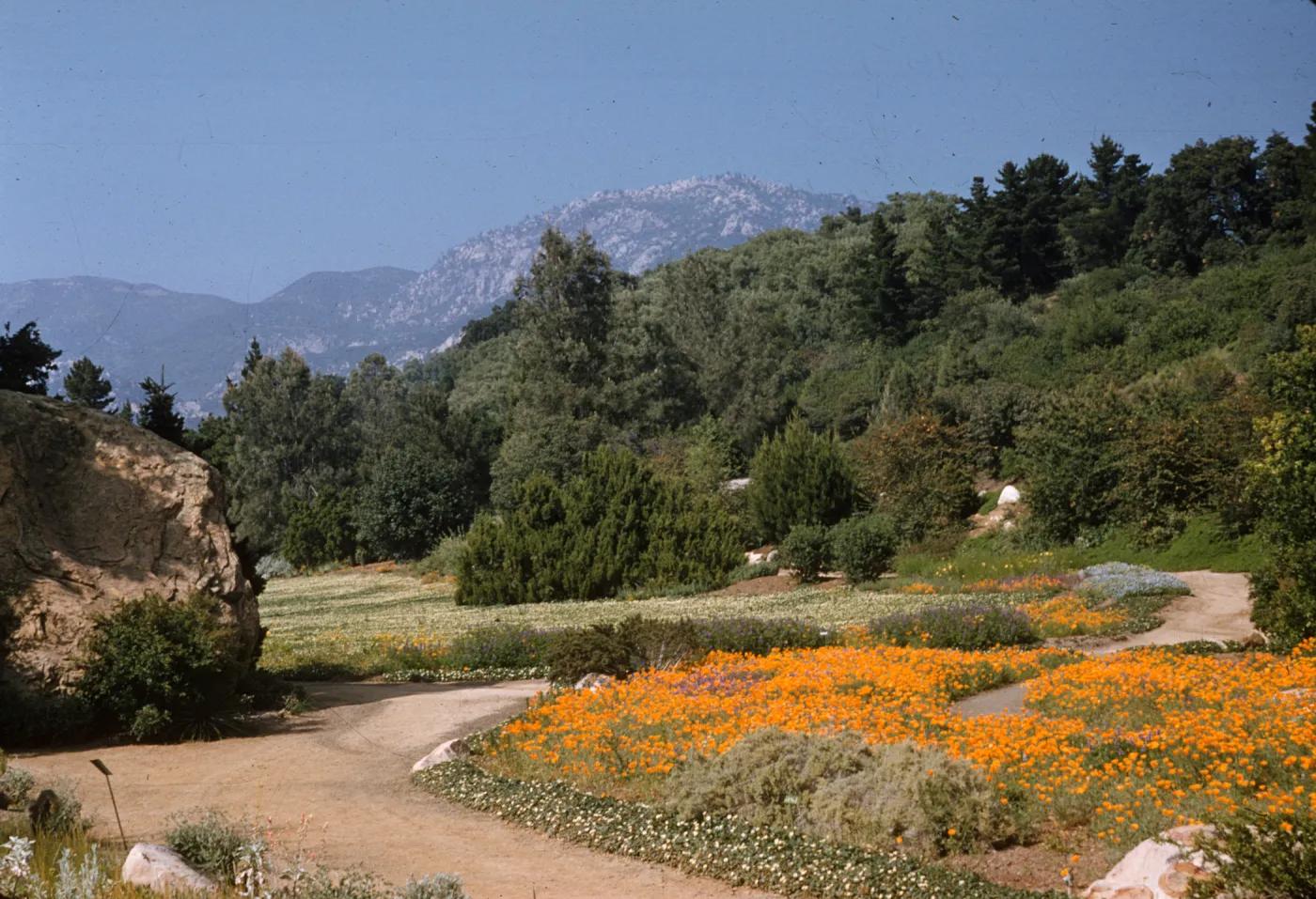Meadow (Meadow 1940s-1950s)