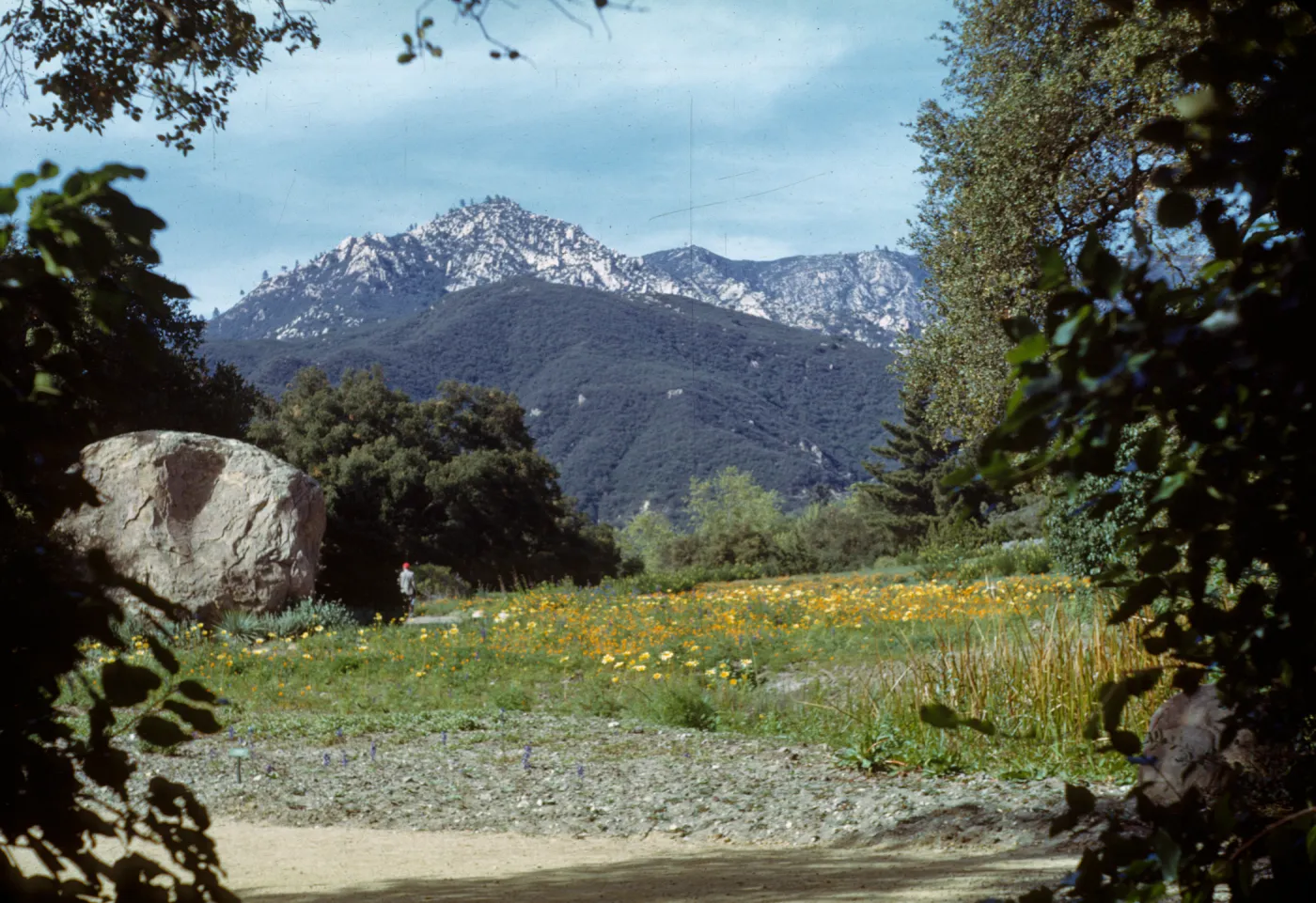Botanic Garden meadow and La Cumbre Peak 