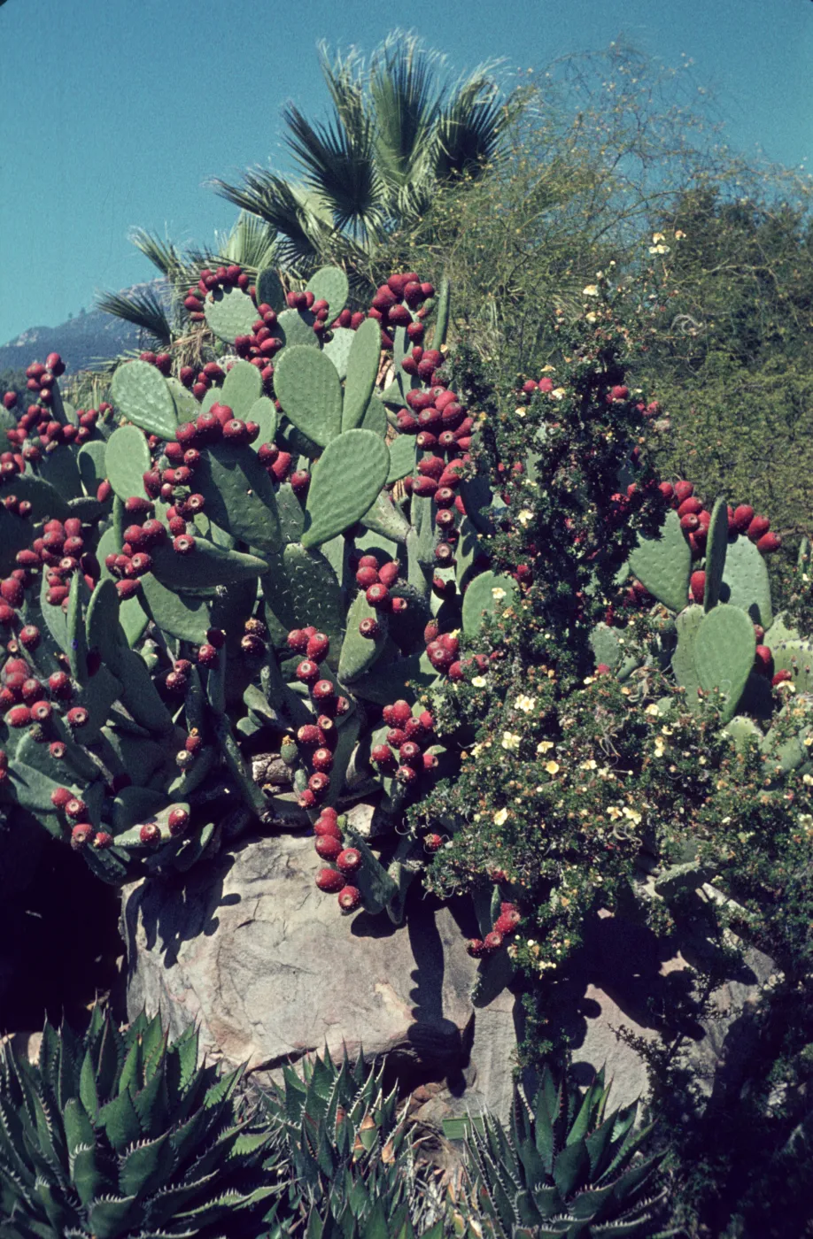 Opuntia (Prickly-pear) in fruit, Desert Section, SBBG