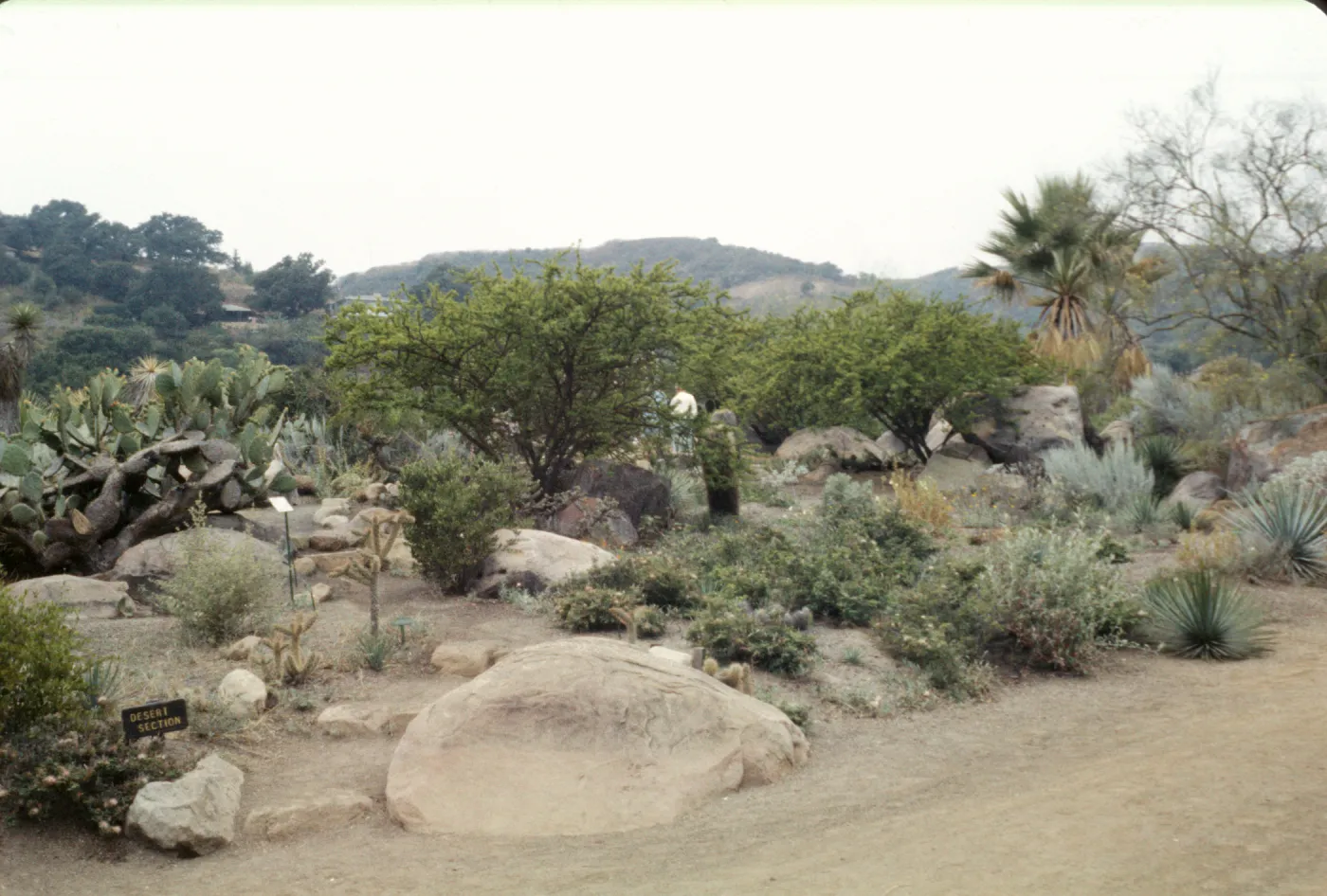 Desert Section