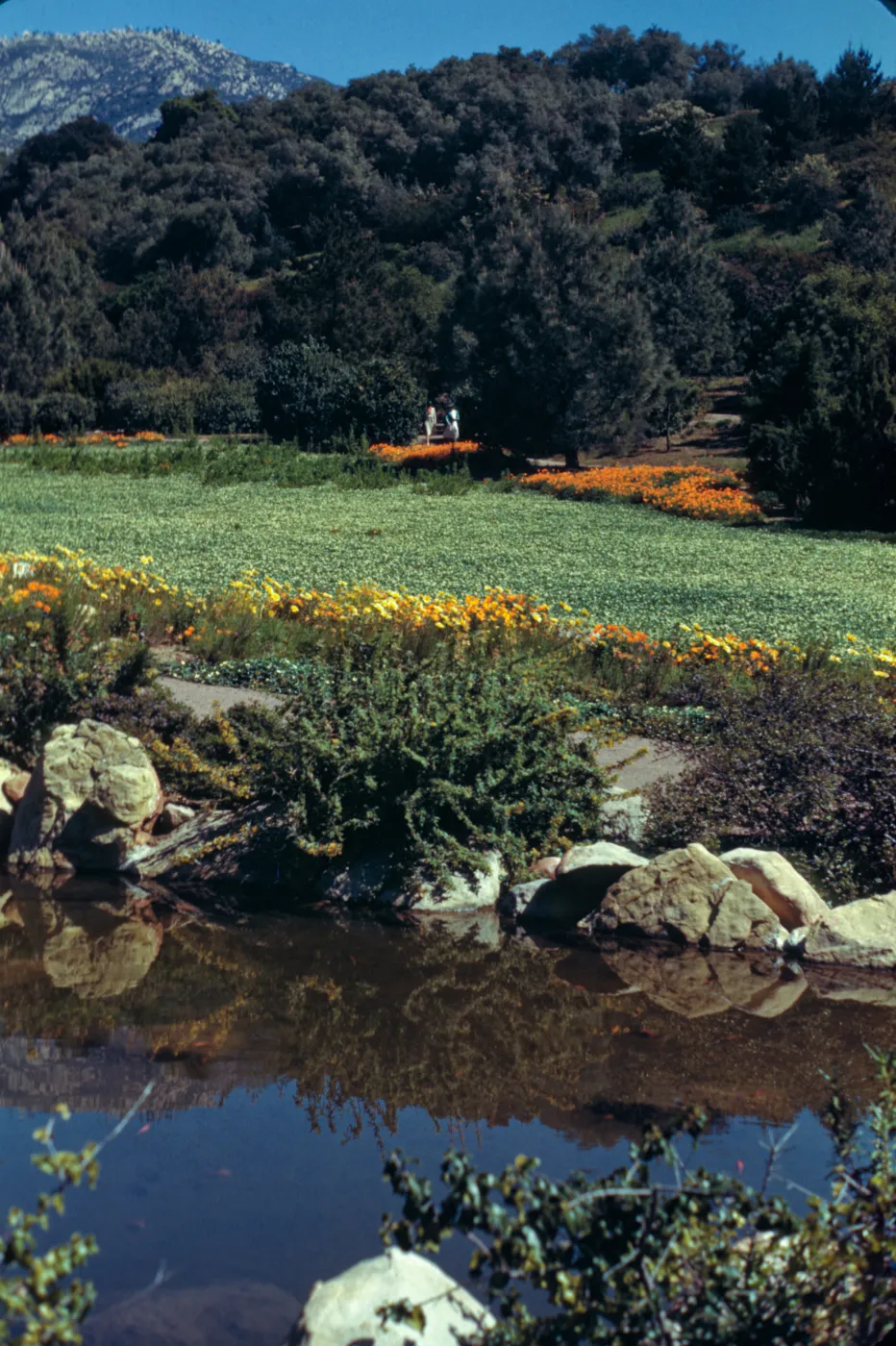 SBBG Meadow and Pool