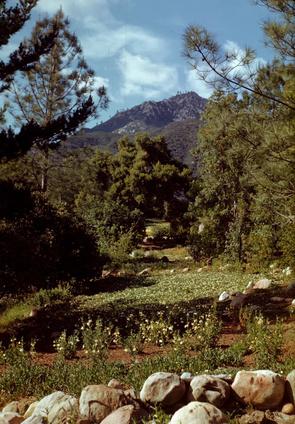 Meadow and mountain view from Old Island Section, 1945